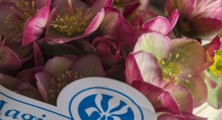 close up of pink flowers with decorative label